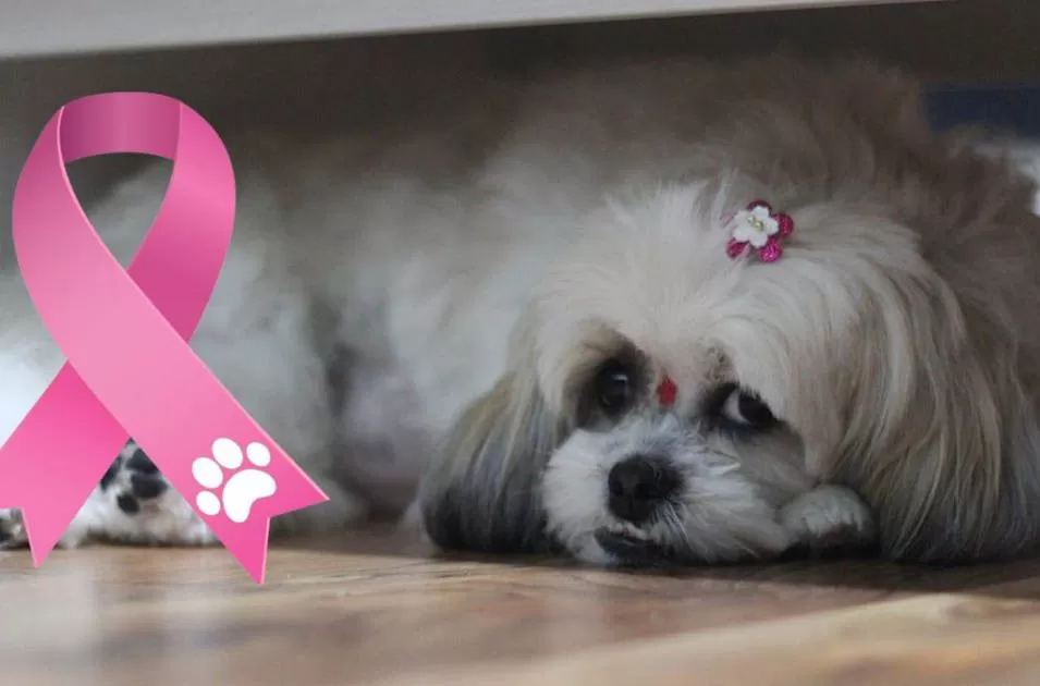 Outubro Rosa Pet: a importância de proteger os pets do câncer!