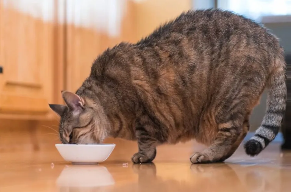 Meu pet está gordo! E agora? Dicas para combater a obesidade em cães e gatos.