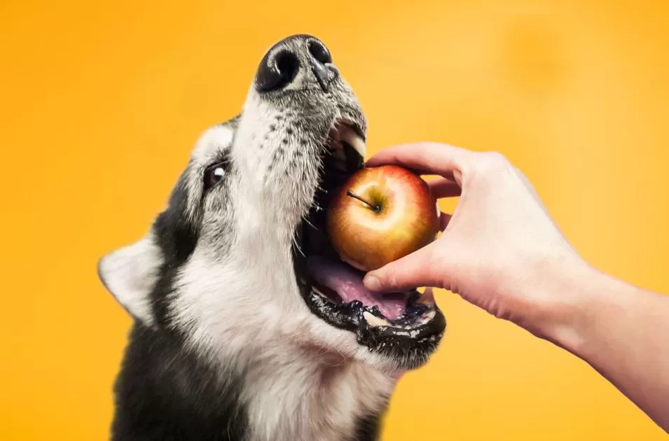 13 alimentos benéficos para os cães