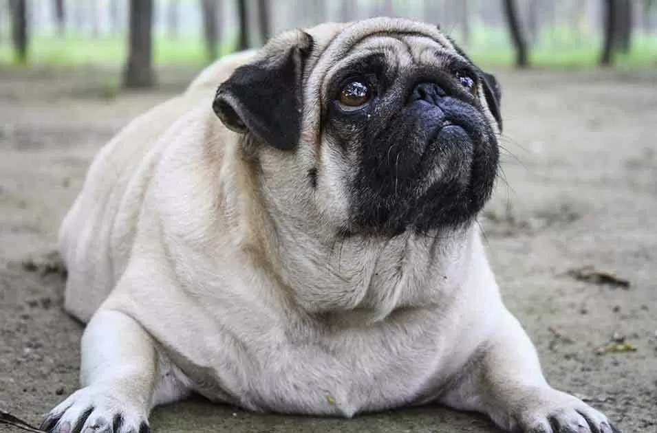 4 pontos para entender a obesidade em cães