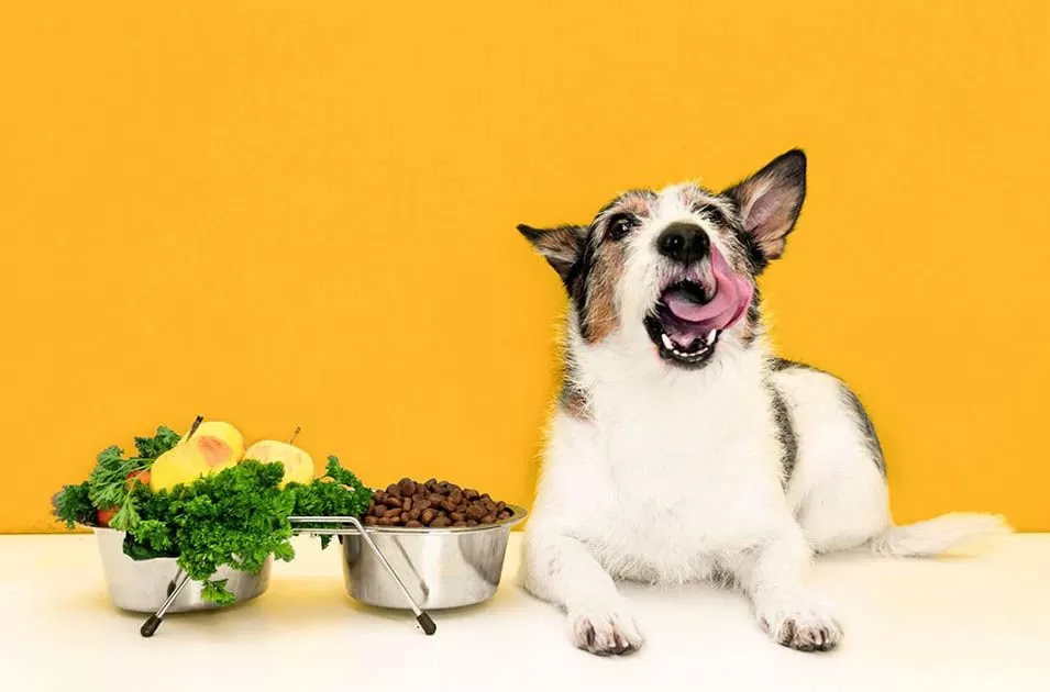 7 ingredientes benéficos para a saúde do cão