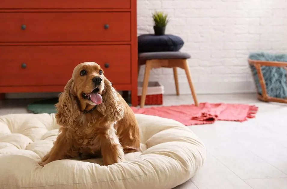 Arquitetura pet friendly: como preparar a casa para o maior bem-estar animal
