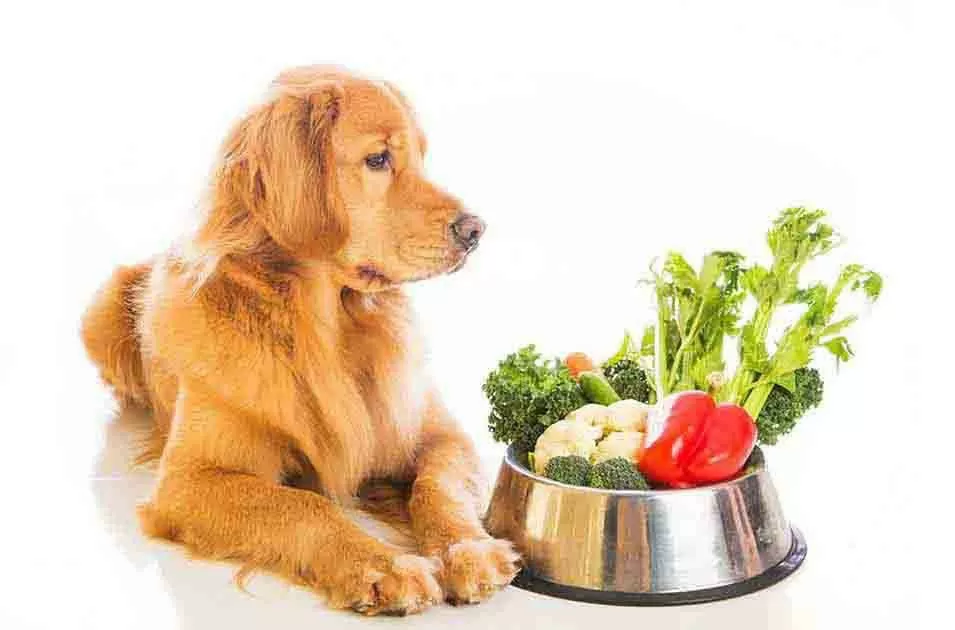 As vitaminas presentes nos alimentos e que beneficiam o seu cachorro