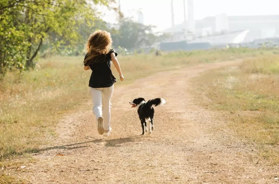 5 ingredientes naturais que beneficiam o cachorro atleta