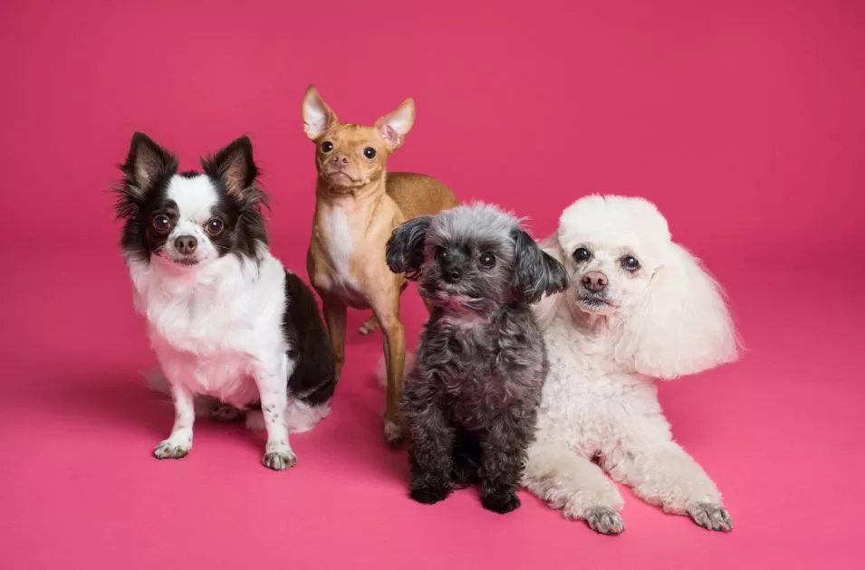15 raças de cachorros e os motivos que levam os pets ao veterinário
