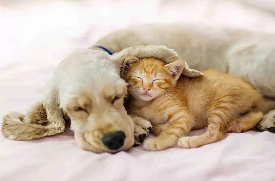 Cães e gatos podem dormir na cama com seus tutores?