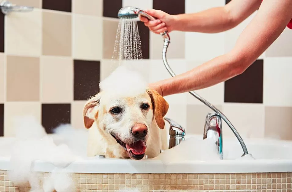 Como administrar a higiene dos pets em casa!
