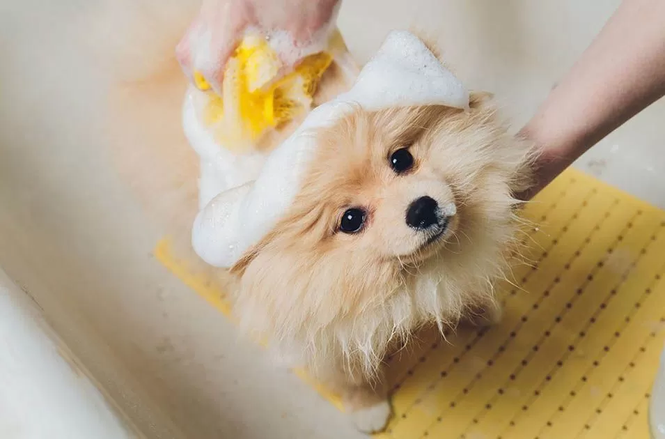 Como dar banho no seu pet em casa?