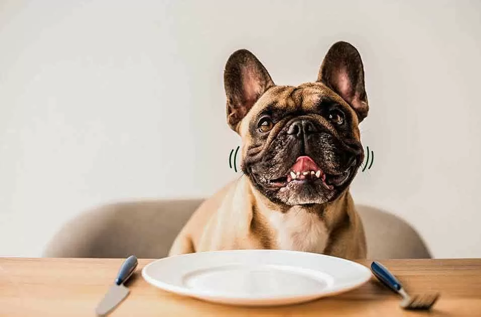 Conheça 10 alimentos humanos que também são saudáveis para o cão