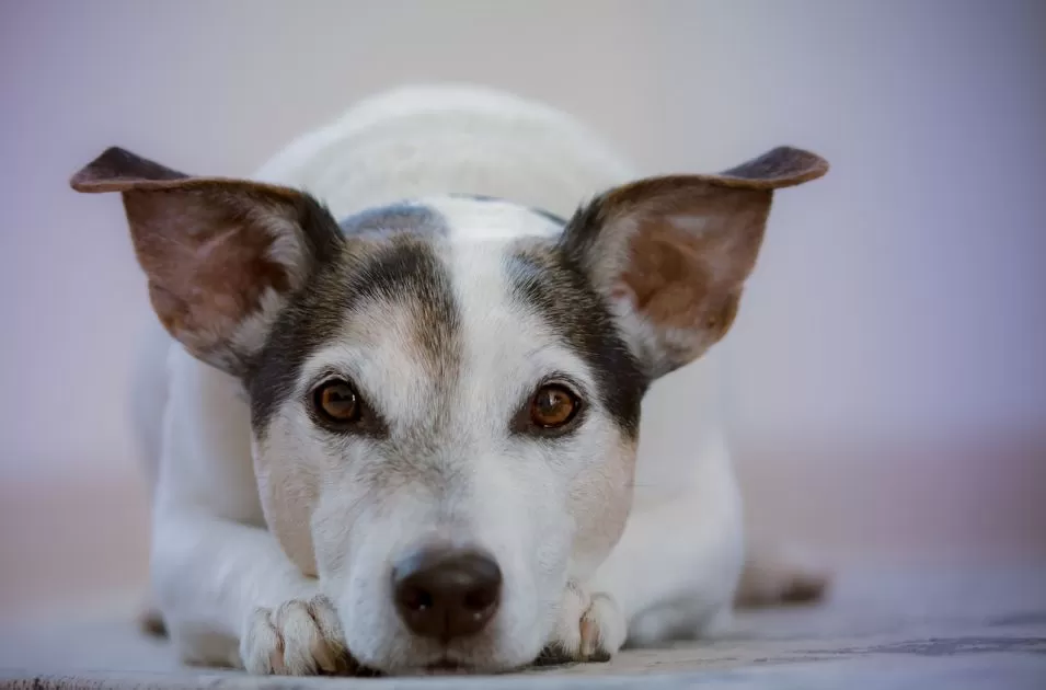 Botica Pets e ONG Desabandone: nova parceria em benefício dos pets