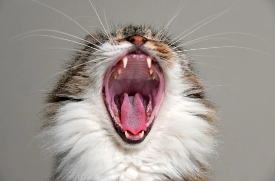 Estresse em gatos: como evitar na rotina?