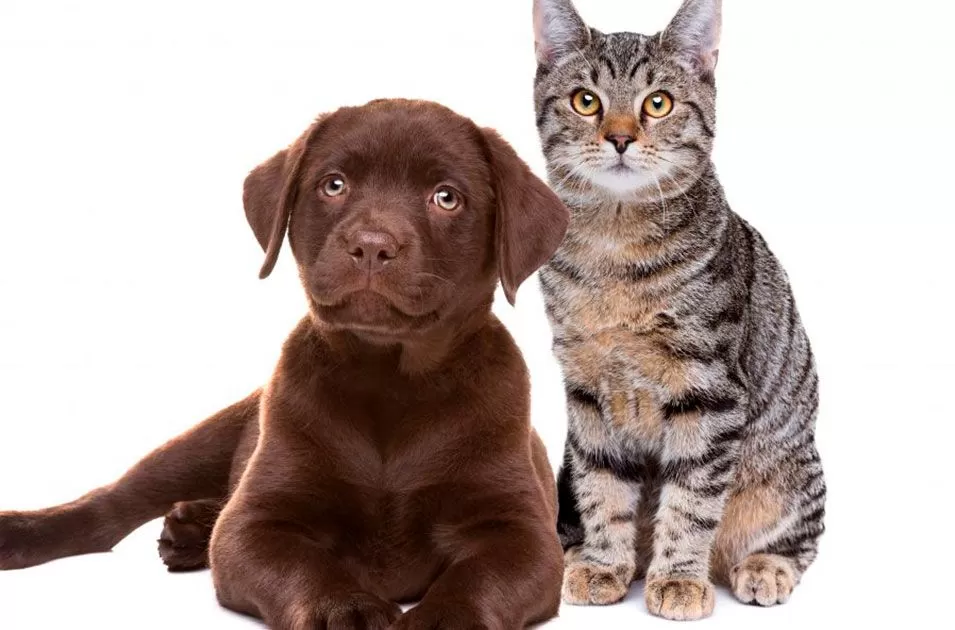 Fitoterápicos Utilizados na Medicina Veterinária, em Cães e Gatos