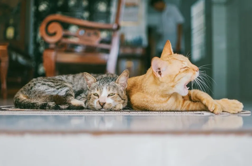 3 mitos e 10 verdades sobre os gatos
