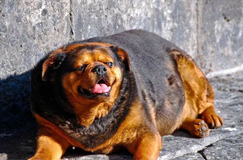 Glicemia em Cães Obesos e Senis