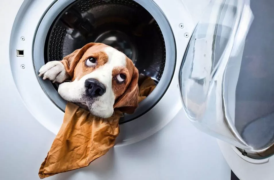 Limpeza de casa e pets: quais são os cuidados?