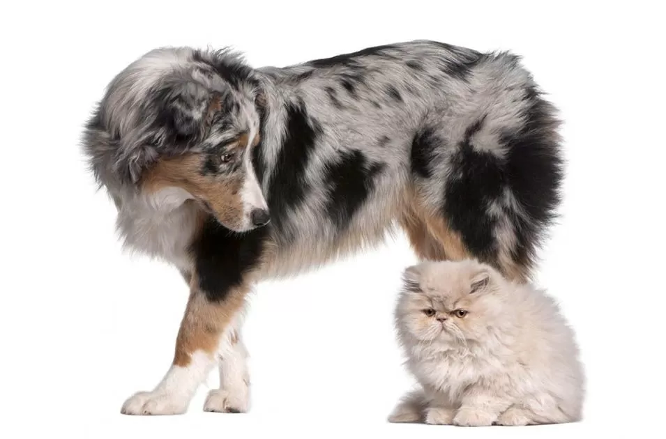 Nutracêuticos Imunomoduladores com Potencial Uso Clínico para Cães e Gatos