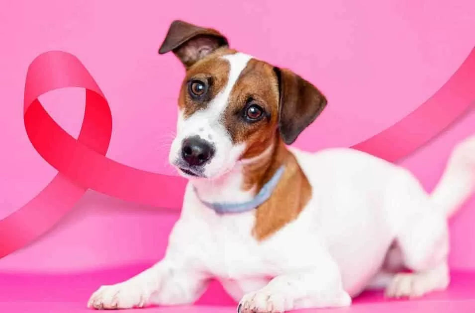 Outubro Rosa: entenda porque é preciso proteger os pets do câncer de mama!