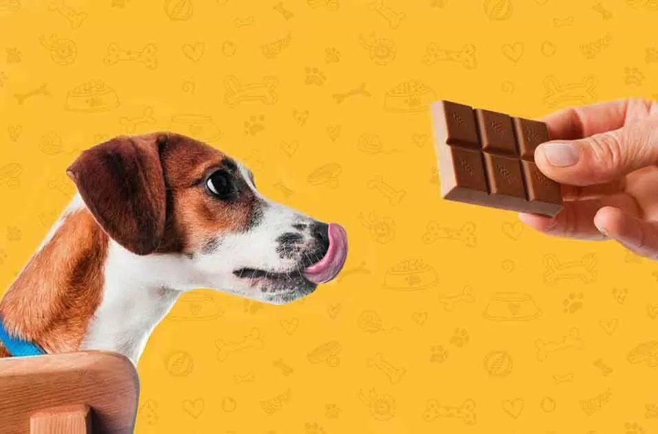 Páscoa: afinal, pode dar chocolate para o pet?