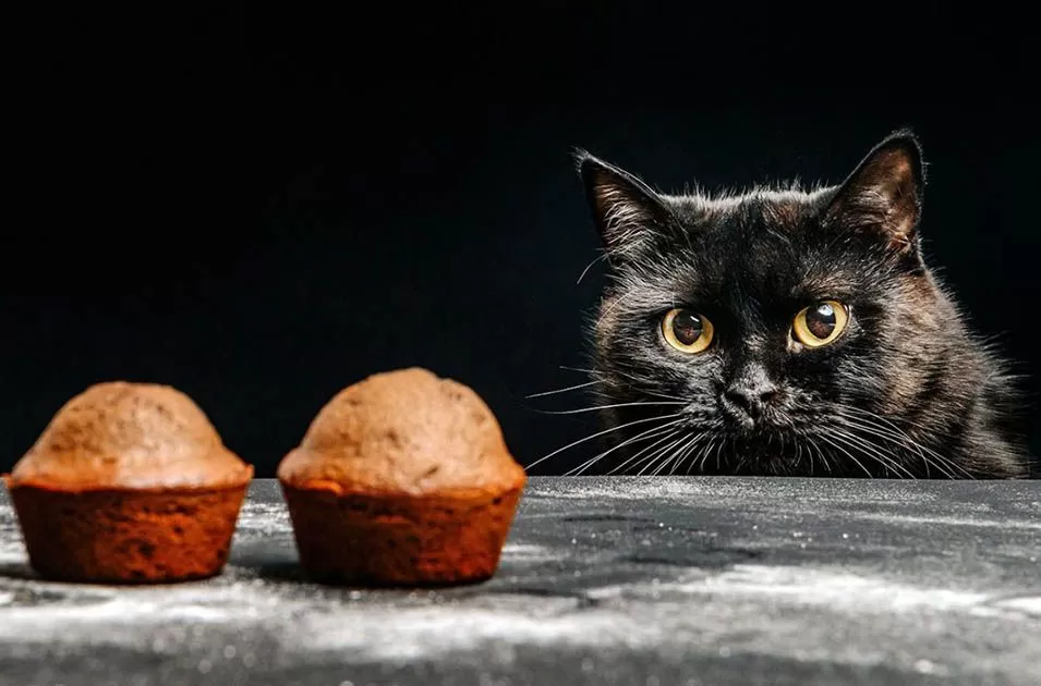 PERIGO: Conheça os 10 alimentos que fazem mal para o gato e mantenha seu bichano longe deles