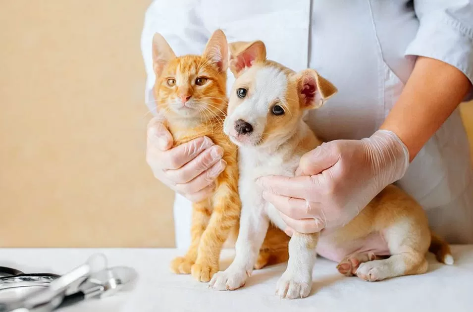 Por que é importante realizar check-up de rotina nos pets?