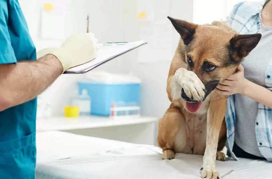 Seu pet tem medo de ir ao veterinário? 5 dicas de como ajudá-lo a superar!