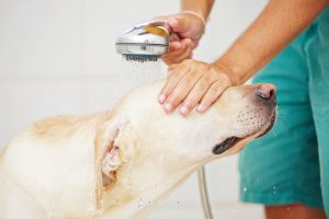higiene dos pets
