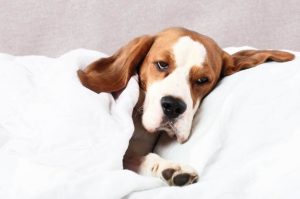 Ansiedade Canina - Falta de interesse pode ser um sintoma